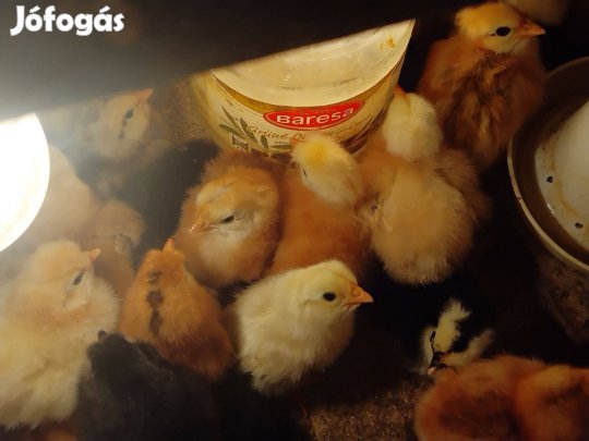 Napos csibe bubos, kopasznyaku szakallas tanyasi allomanytol