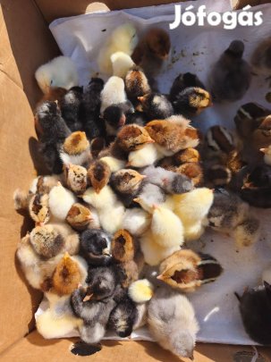 Napos csibe eladó