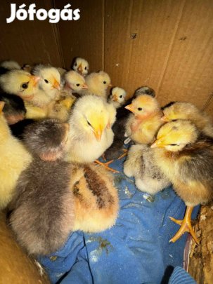 Napos csibe eladó