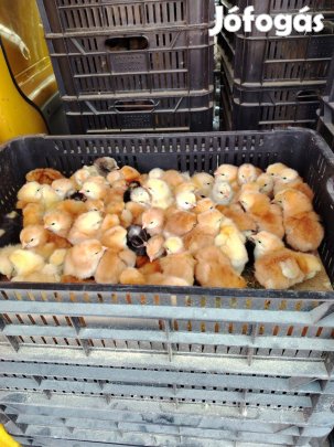 Napos csibe eladó