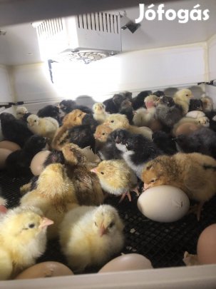 Napos csibe előjegyezhető