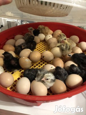 Napos csibe előjegyezhető