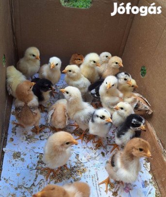 Napos csibe előjegyezhető