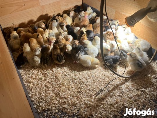 Napos csibe kettőshasznu és brahma