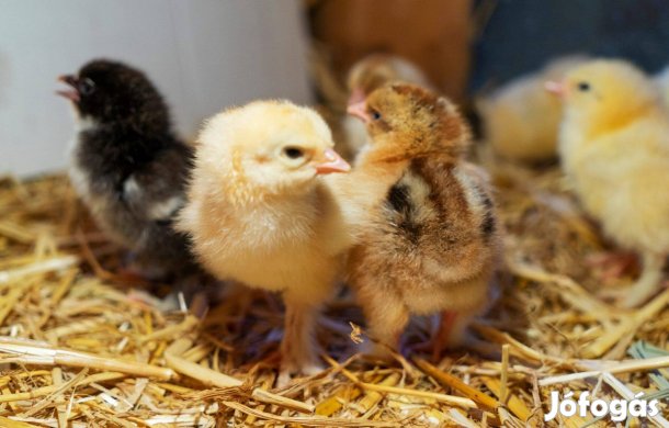 Napos csibe naposcsibe