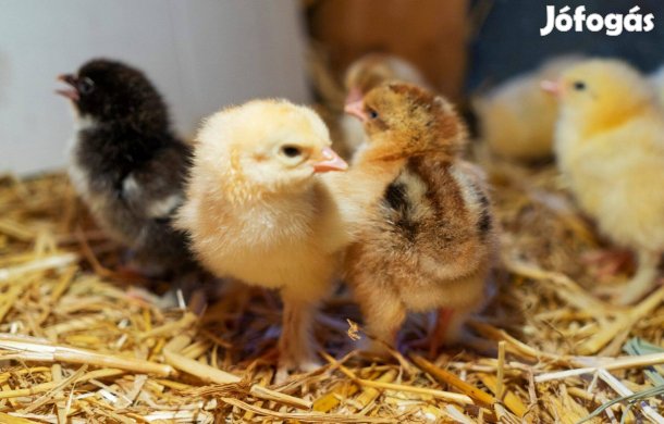 Napos csibe naposcsibe