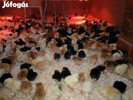 Napos csibe rendelhető!