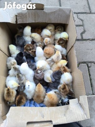 Napos csibe vegyes állományból