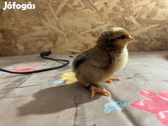 Napos csibe vegyes állománytol