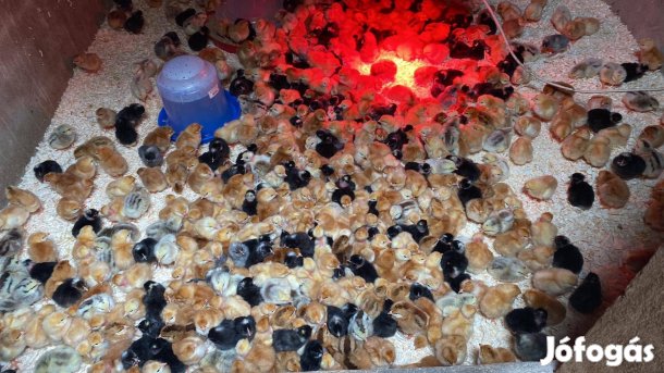 Napos csibe vegyes ivar