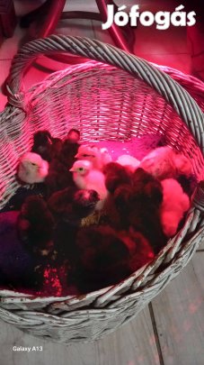 Napos csibék eladóak 500/db