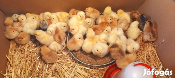 Napos csibék eladók Gyömrőn Pest megyében