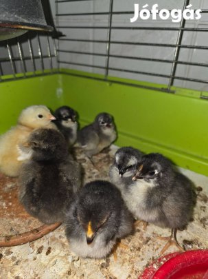 Napos csibék új helyre költöznének