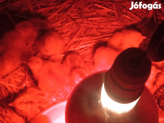 Napos csibék vegyes