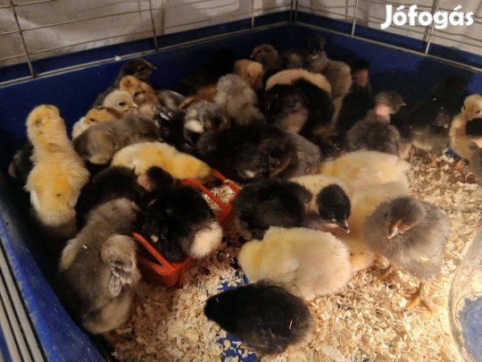 Napos csirke eladó plymouth keverék