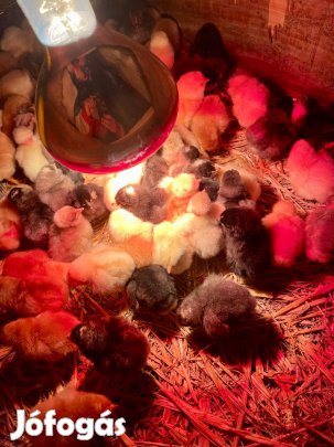Napos csirke kapható