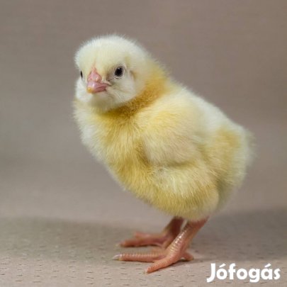 Napos és Előnevelt csirke eladó! 