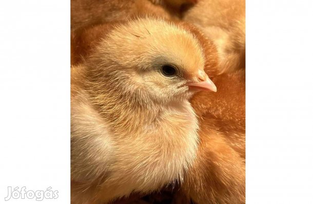 Napos és előnevelt csibe