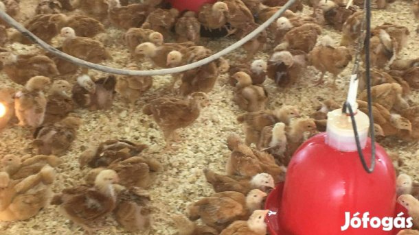 Napos és előnevelt csibe kapható előjegyezhető