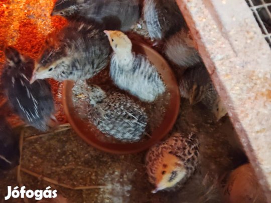 Napos és előnevelt fürj, előnevelt gyöngyös eladó