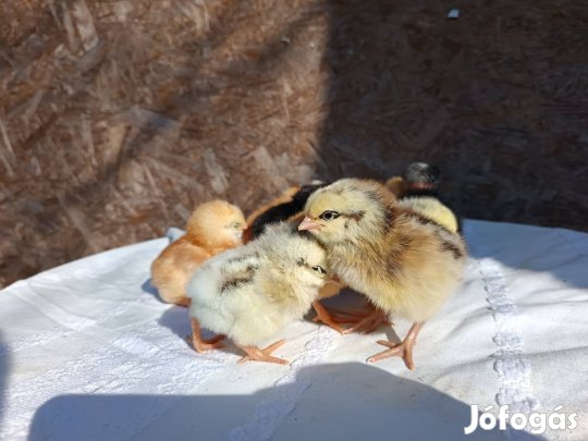 Napos és hetes csirkék 