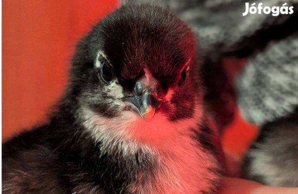 Napos és kéthetes csibék