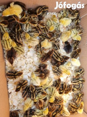 Napos fürjek eladók