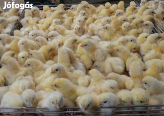 Napos huhibrid csibe eladó!