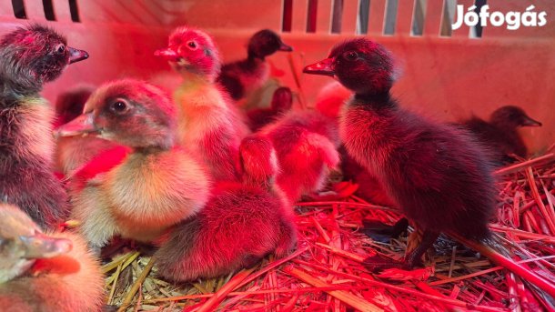 Napos indiai futókacsa