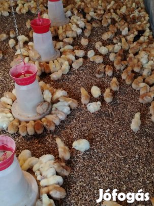 Napos kakas előjegyzés naposcsibe