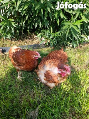 Napos kakas kapható Győrújbaráton