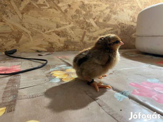 Napos kettőshasznú csibék