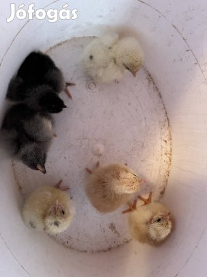 Napos kettőshasznú csirkék eladóak