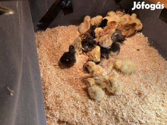 Napos kettőshasznú és fekete brahma csibe