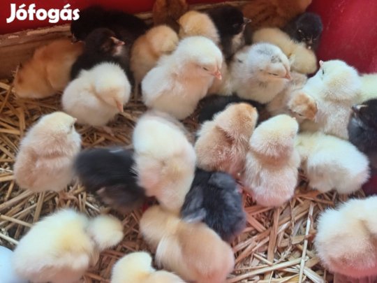 Napos kettőshasznú vegyes csibék 