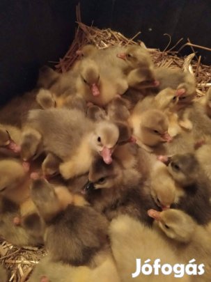 Napos kisliba eladó