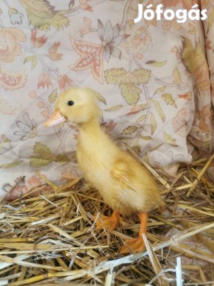 Napos magyar és búbos kacsa