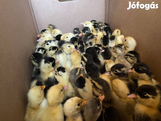 Napos magyar kacsa több színben!