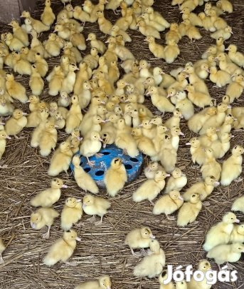 Napos mulárd máj kacsák 