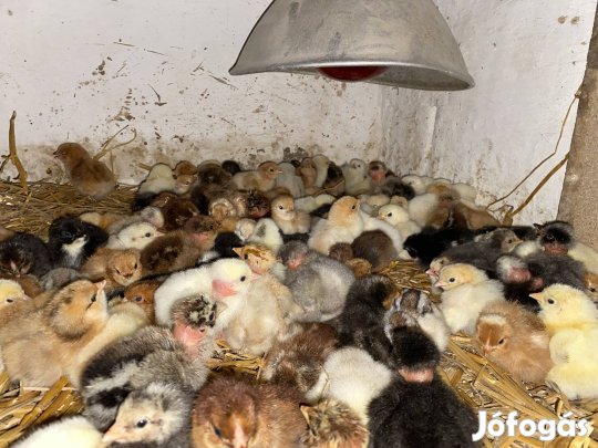 Napos nagytestű paraszt csirke vegyes színben