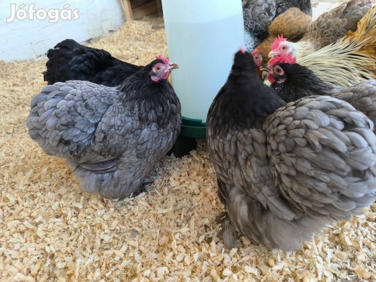 Napos törpe cochinok költöznének!