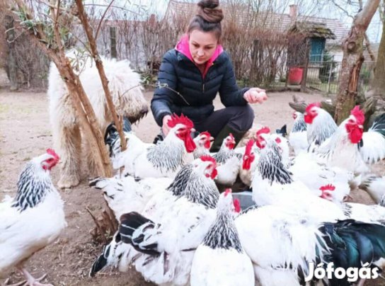 Naposcsibe Sussex Columbian 