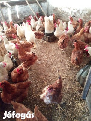 Naposcsibe és előnevelt előjegyezhető baranya megye-Pécs