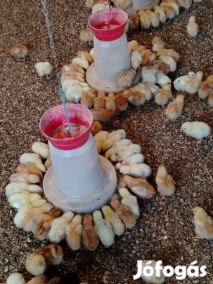 Naposcsibe kettőshasznu húshibrid