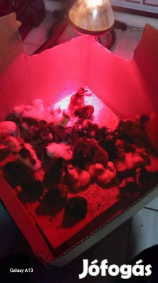 Naposkacsa és napos csirke eladó