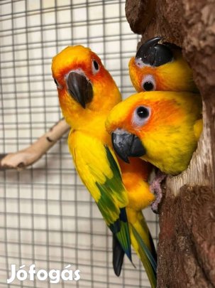 Nappapagáj pár + tojó