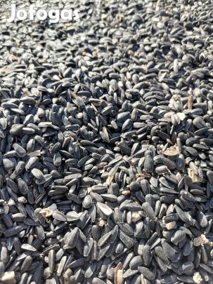 Napraforgó eladó vas megyében!!! 