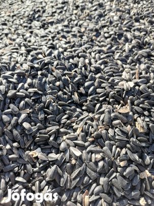 Napraforgó kis tételben is eladó !!! 