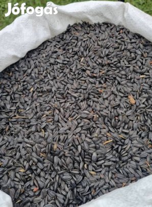 Napraforgó madaraknak