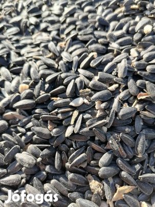 Napraforgó mag eladó !!! 